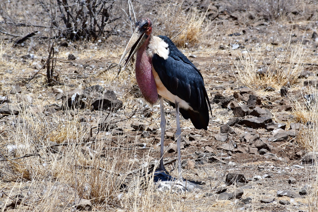 Buffalo Springs Nat. Reserve